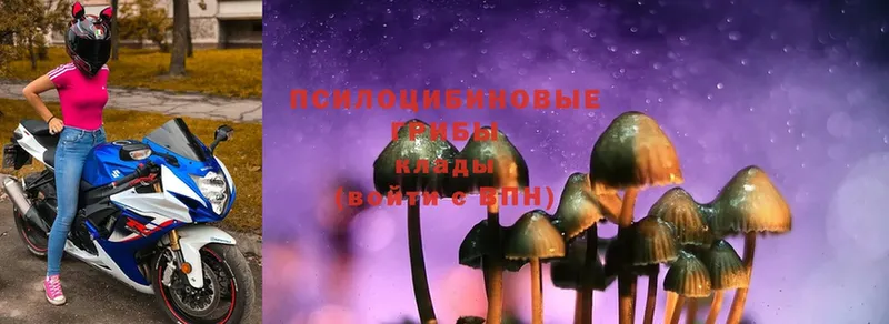 blacksprut ONION  Мурино  Псилоцибиновые грибы MAGIC MUSHROOMS 